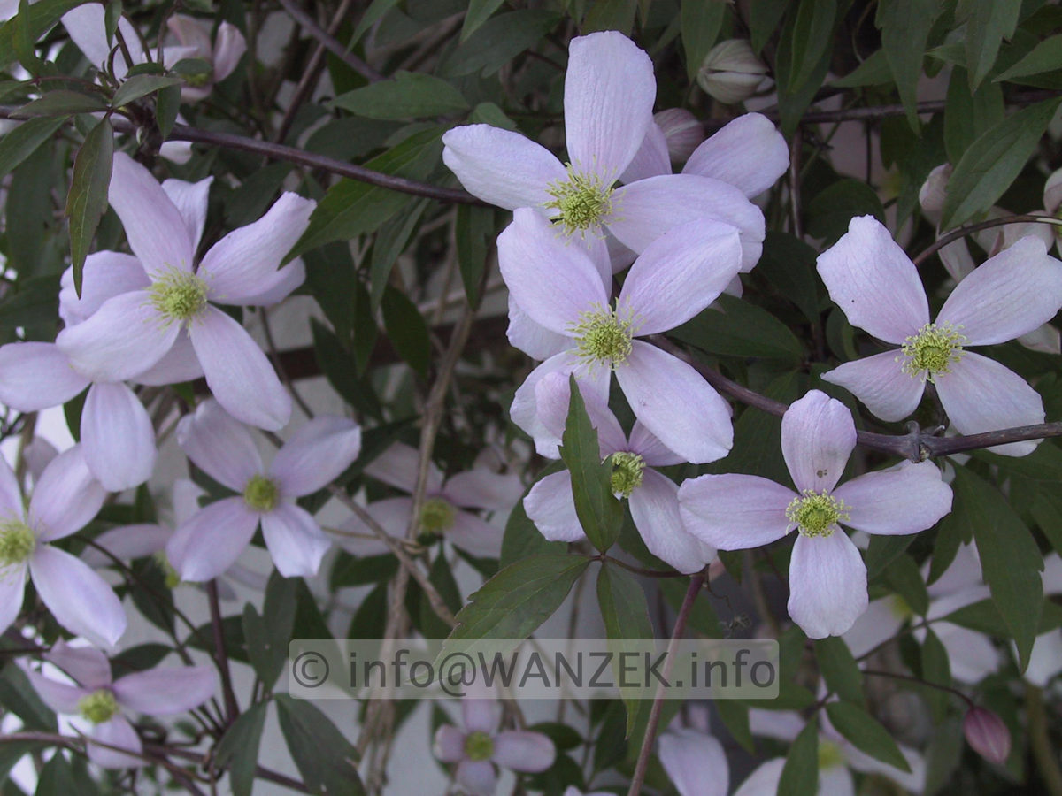 Clematis montana Rubens 02.JPG